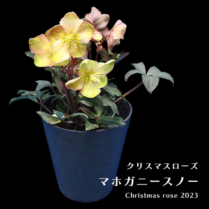 楽天市場】開花株 クリスマスローズ マーロン 5寸 鉢植え 苗 ブランド