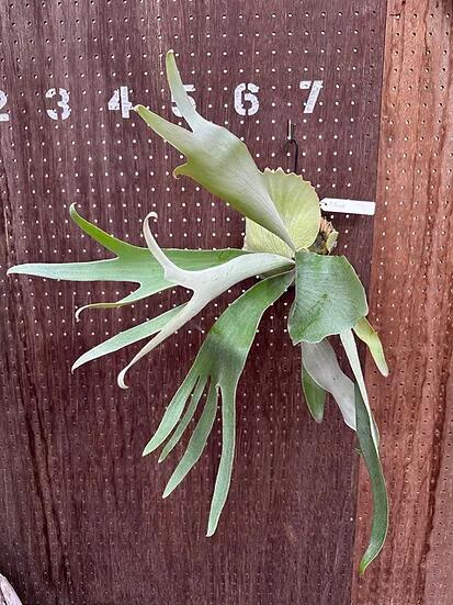 楽天市場】ビカクシダ P.'Bambi'1 現品販売 産地直送 groote plantage