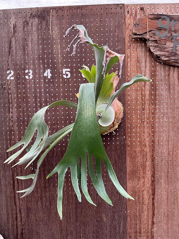 楽天市場】ビカクシダ P.'Hula Hand'x P.hillii 'Drummond'2 現品販売