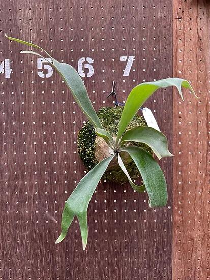 楽天市場】ビカクシダ P.'Ice age'(P.ssfoong x P.Pewchan 'Snow Queen