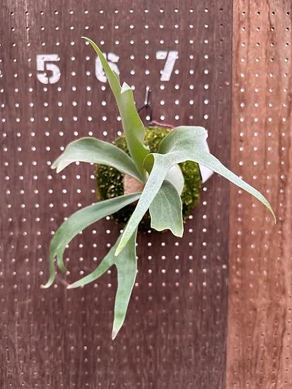 楽天市場】ビカクシダ P.'Pewchan Snow Princess F401'4 現品販売 産地