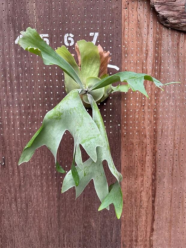 楽天市場】ビカクシダ P.'Cotton sheep'2 現品販売 産地直送 groote