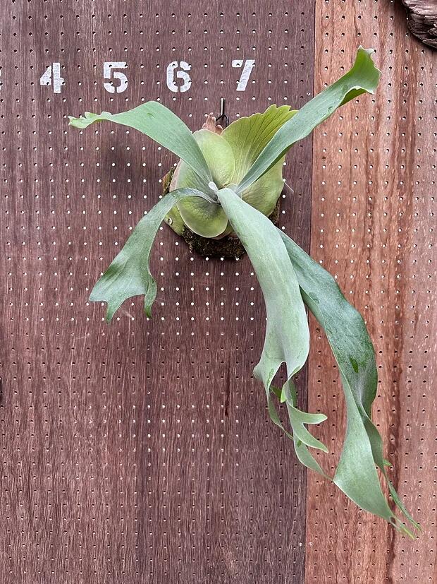 P.Hanabi 現品 ビカクシダ 楽天市場】ビカクシダ P.'Hanabi' 現品販売 産地直送 groote