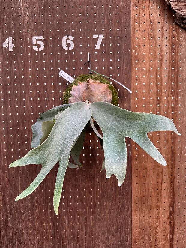 楽天市場】ビカクシダ P.'Moomin'(P.Pewchan 'Compact' x P.Tonkla BS