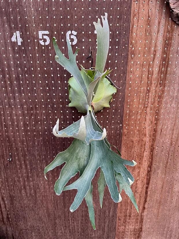 楽天市場】ビカクシダ P.'gqgq'(Pewchan'Snow Queen F305')2