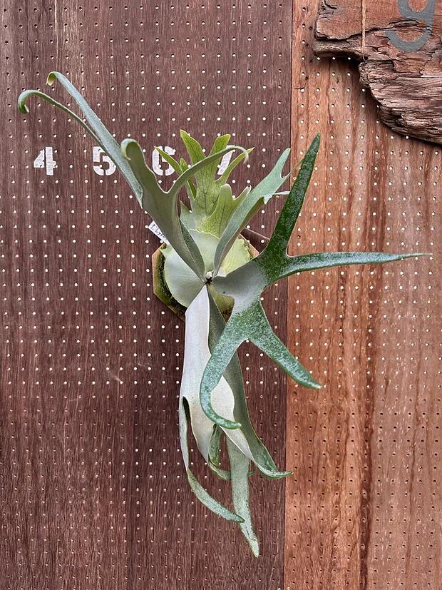 楽天市場】ビカクシダ P.'Hanabi'2 現品販売 産地直送 groote