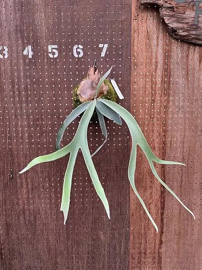 ビカクシダ P.Moomin ムーミン 子株 OC 楽天市場】ビカクシダ P.'Moomin'(P.Pewchan 'Compact' x P.Tonkla BS