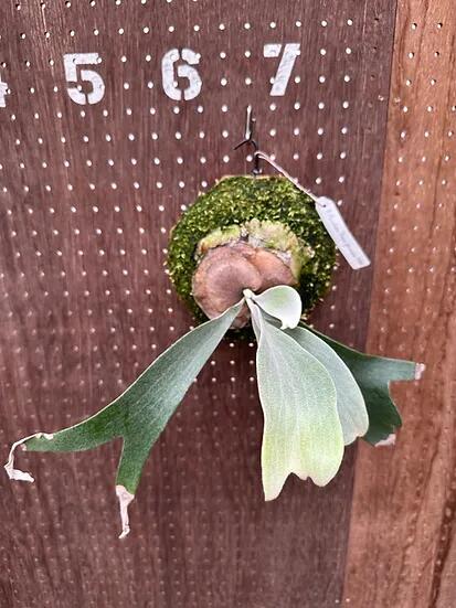 楽天市場】ビカクシダ P.'Moomin'(P.Pewchan 'Compact' x P.Tonkla BS