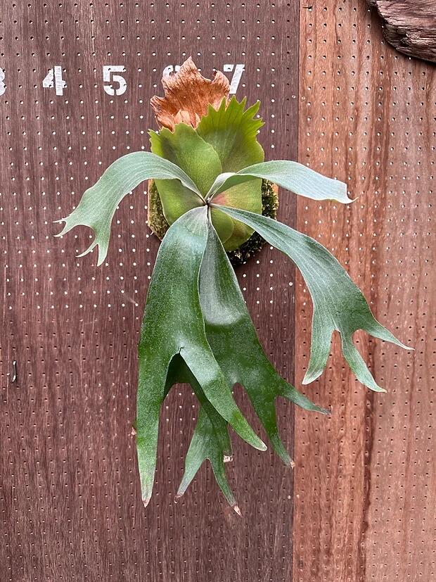 楽天市場】ビカクシダ P.'First love'#3(from P.'Sailor moon