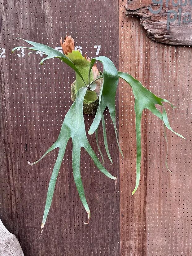 楽天市場】ビカクシダ P.'River flow'×P.'Honey moon' Mix