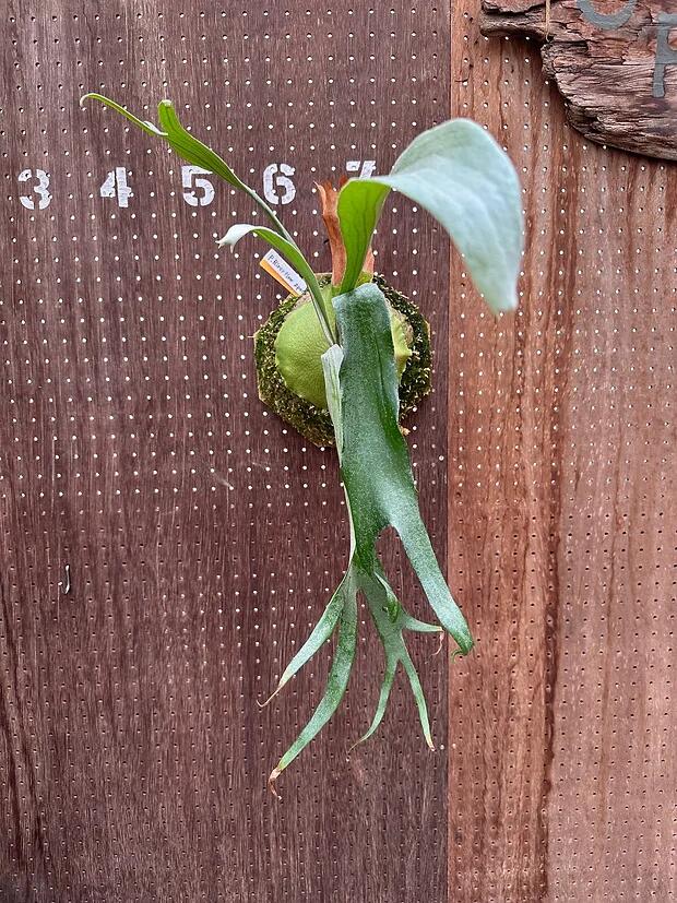 楽天市場】ビカクシダ P.'River flow' sporelings2 現品販売 産地直送