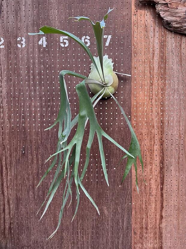 楽天市場】ビカクシダ P.'Bambi'2 現品販売 産地直送 groote plantage