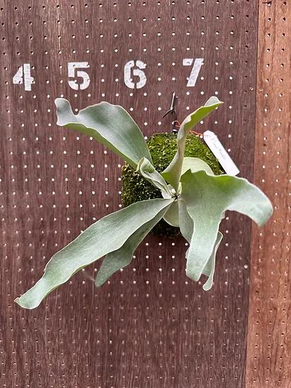 楽天市場】ビカクシダ P.'Pewchan Snow Princess F401'4 現品販売 産地