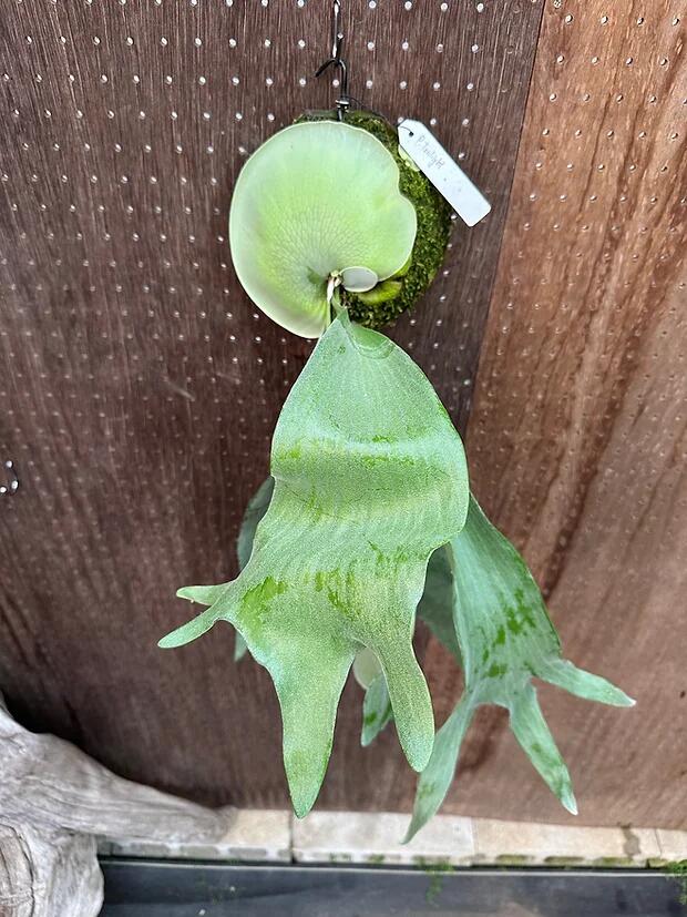 楽天市場】ビカクシダ P.'Cotton sheep'2 現品販売 産地直送 groote