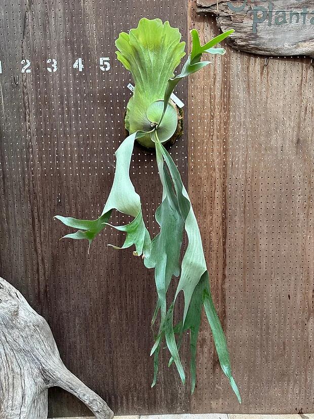 楽天市場】ビカクシダ P.'OMO'大 現品販売 産地直送 groote plantage