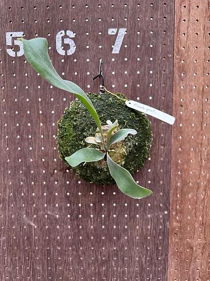 楽天市場】ビカクシダ P.'Ice age'(P.ssfoong x P.Pewchan 'Snow Queen