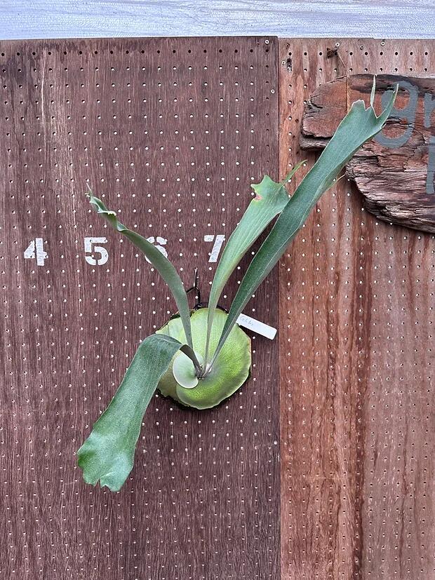 楽天市場】ビカクシダ P.'Cotton sheep'2 現品販売 産地直送 groote