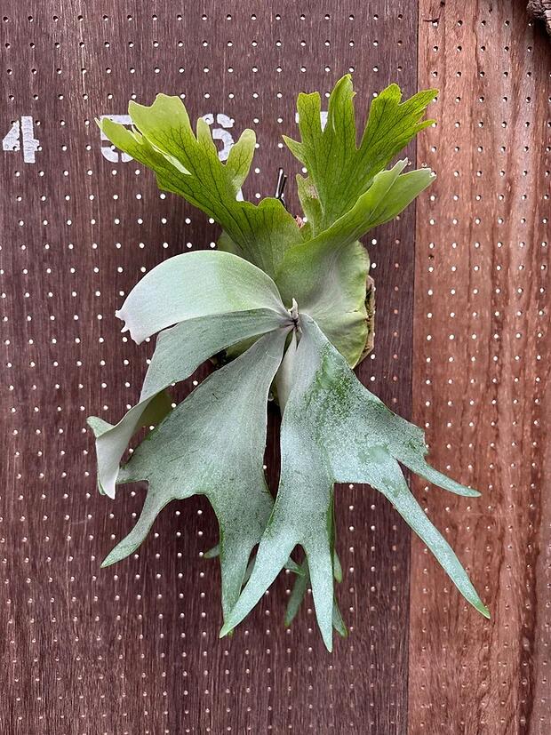 ビカクシダ 大株　ビフルカツム　ファーストラブOC ビカクシダ 大株 ビフルカツム ファーストラブOC 受注発注リスト】 P