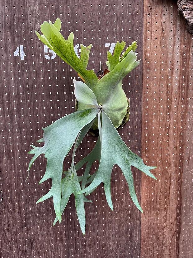 楽天市場】ビカクシダ P.'First love'#3(from P.'Sailor moon