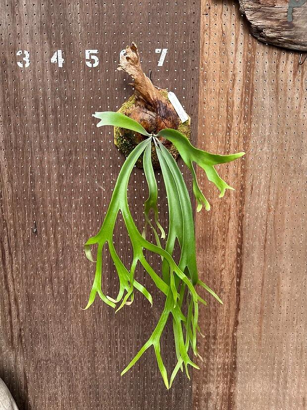 楽天市場】ビカクシダ P.willnckii×P.'Diversifolium' wide form