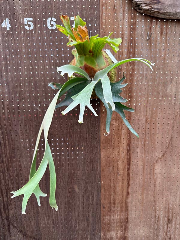 楽天市場】ビカクシダ P.'Nemo'(P.willnckii × P.veitchii