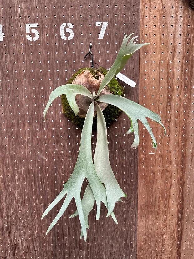 P.willinckii Foridia　ビカクシダ [5/11まで送料込] 楽天市場】ビカクシダ P.willinckii'Double A'(P.willnckii'A