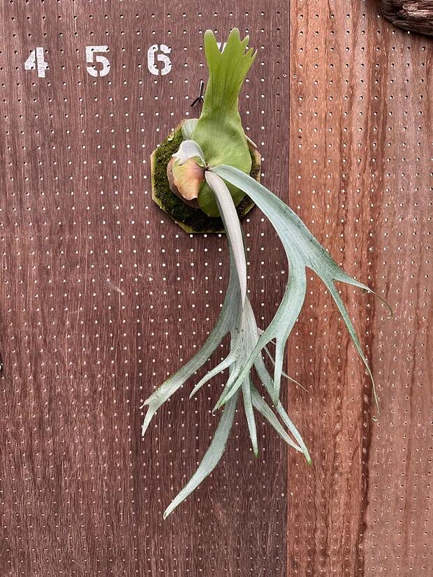 楽天市場】ビカクシダ P.'Little finger' 現品販売 産地直送 groote