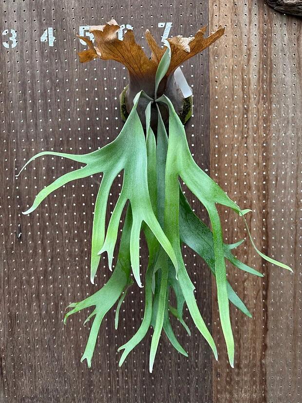 ビカクシダ　3点セット 81C4pziqbkL._UF350,350_QL80_.jpg