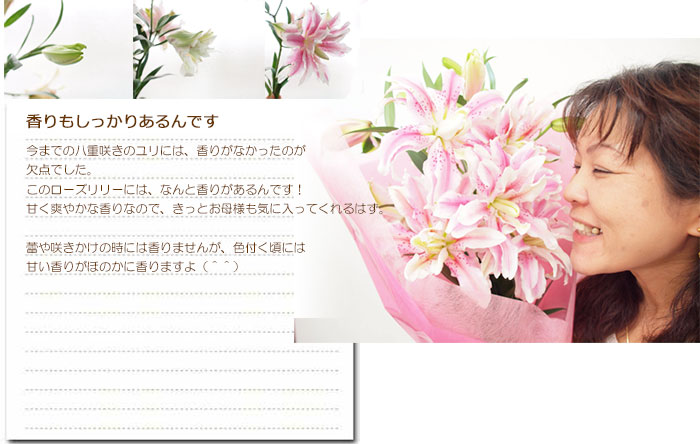 楽天市場 送料無料 母の日ギフト プレゼント 花 鉢植え 珍しい 癒し バラ咲き大輪ユリ ローズリリー の鉢植え 3本立ち 花 カサブランカ ゆり 百合 ゲキハナ 感激安心のお花屋さん