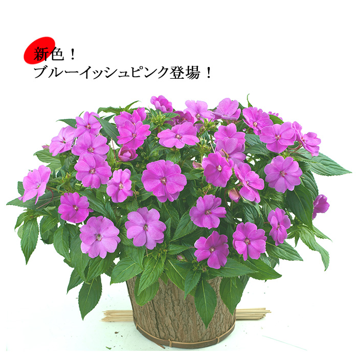 楽天市場 サマーインパチェンス 7号 全8色 玄関用の大鉢仕立て 夏 鉢植え 暑さに強い 花 日陰 室内もok サンパチェンス ニューギニアインパチェンス 同梱 ラッピング不可 ゲキハナ 感激安心のお花屋さん