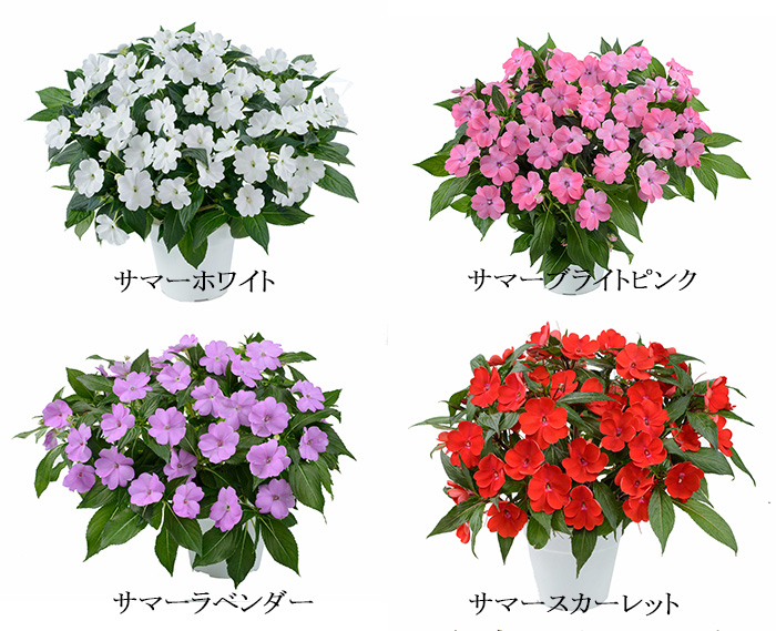 楽天市場 サマーインパチェンス 7号 全8色 玄関用の大鉢仕立て 夏 鉢植え 暑さに強い 花 日陰 室内もok サンパチェンス ニューギニアインパチェンス 同梱 ラッピング不可 ゲキハナ 感激安心のお花屋さん