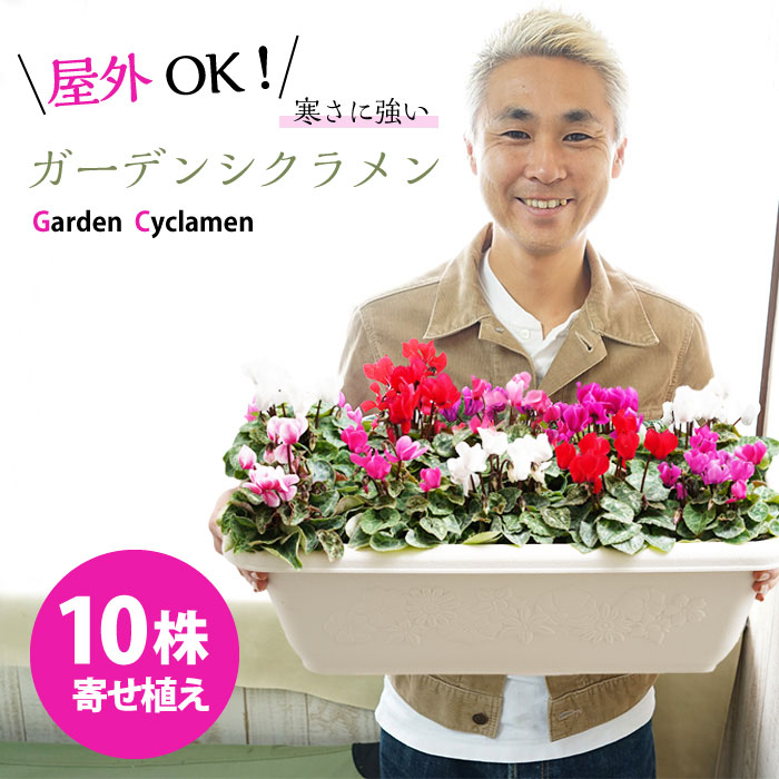 楽天市場 送料無料 大きくてカラフルなガーデンシクラメンの素敵なプランター 産地で植えこんで直送します ゲキハナ 感激安心のお花屋さん