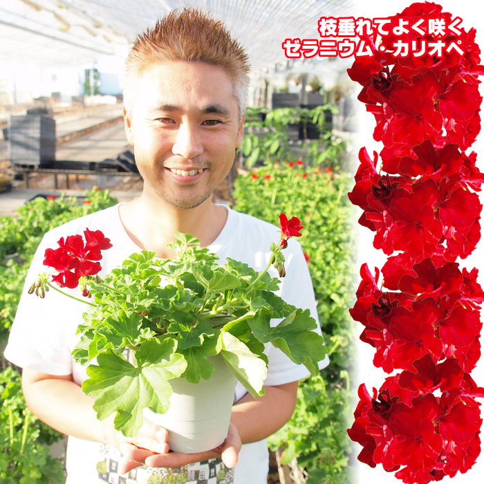 定番 のよく咲くゼラニウム 感激安心のお花屋さんゼラニウム ゼラニューム ゲキハナ カリオペ ラッピング メッセージカード不可 アイビーゼラニューム 10鉢セット 送料無料 プランター5個分作れます プランター5個分作れます ラッピング メッセージカード