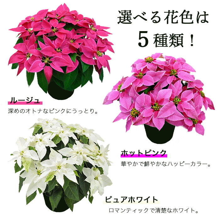 楽天市場 ラッピング メッセージカード不可 プリンセチア ピンクのポインセチア 鉢 5号 5色から選べる 寒冷地 北海道 東北 長野 群馬他 へのお届け不可 ゲキハナ 感激安心のお花屋さん