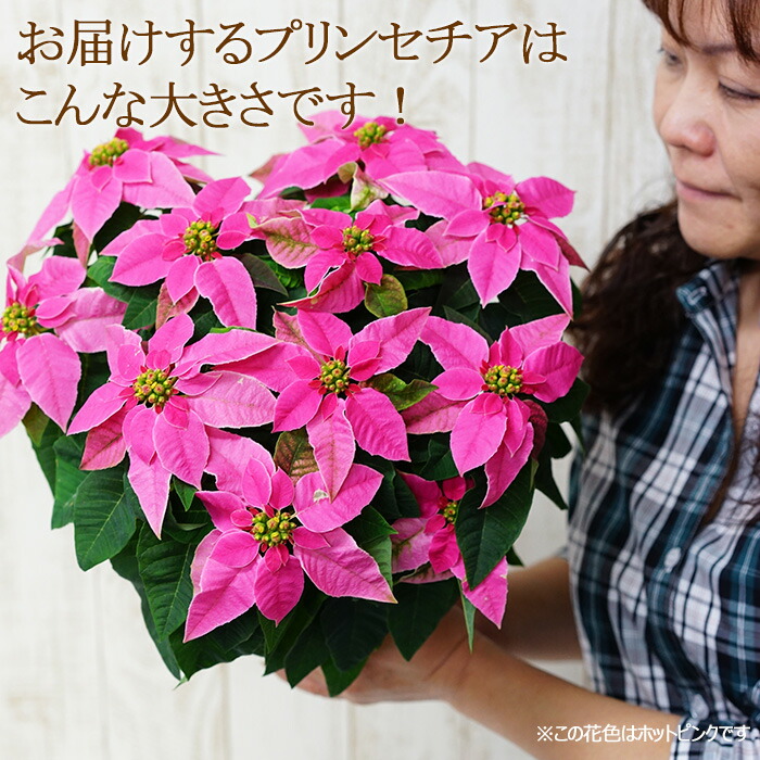 すべての美しい花の画像 元のポインセチア ピンク 値段