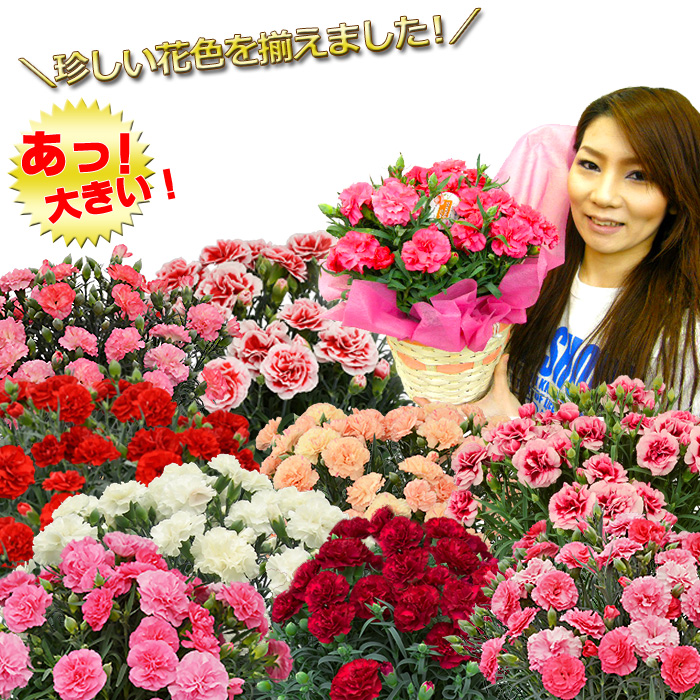 母の日 カーネーション プレゼント ギフト 花 鉢植え 5号 上質ボリュームたっぷり 関東送料無料