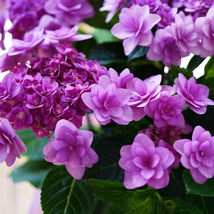 楽天市場 母の日 お花 プレゼント ギフト 鉢植え かわいい 綺麗な 紫陽花 アジサイ 紫 卑弥呼ピンク 鉢植え 義母 珍しい 60代 70代 ゲキハナ 感激安心のお花屋さん