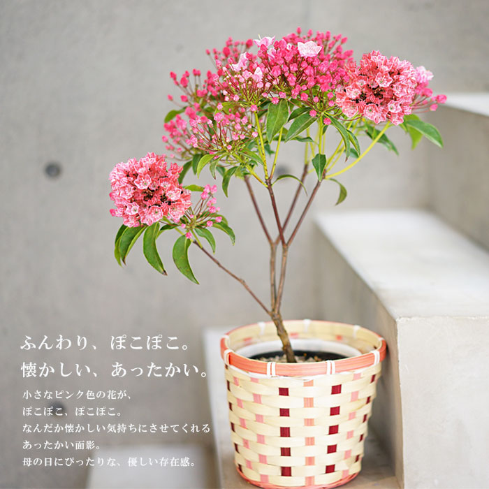 楽天市場 母の日 お花 プレゼント ギフト 鉢植え かわいい カルミア 鉢植え 義母 珍しい 60代 70代 ゲキハナ 感激安心のお花屋さん