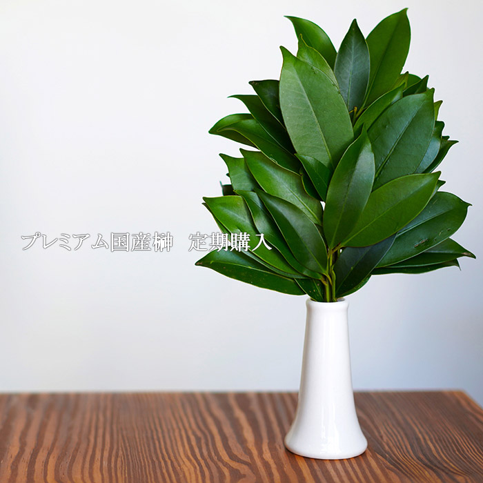 楽天市場 天然国産 プレミアム国産榊 1対 2束 定期購入 高野山での山採り品 限定販売 ポストインとなります 代引き不可 お時間指定不可 ゲキハナ 感激安心のお花屋さん 楽天市場 天然国産 プレミアム国産榊 1対 2束 定期購入 高野山での山採り品 限定販売 ポストインとなります 代引き不可 お時間指定不可 ゲキハナ 感激安心のお花屋さん