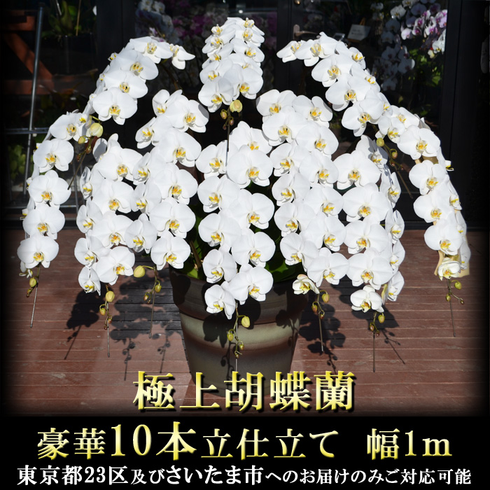 正規品 楽天市場 4 28から5 16着不可 特注 極上胡蝶蘭 10本立仕立て エンペラー 開店祝い 花 送料無料 スタンド花 胡蝶蘭 開業 祝い 記念品 開院祝い 移転祝い 楽屋見舞い 出演祝い 楽屋花 ラッピング 札 メッセージカード無料 立て札可 ゲキハナ