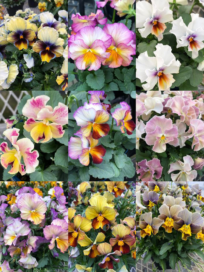 楽天市場 12月中旬出荷分 ビオラ ヌーヴェルヴァーグmix 6苗セット 送料無料 アンティークな花色の超絶レアな品種です ヌーベルバーグ 花苗 ゲキハナ 感激安心のお花屋さん