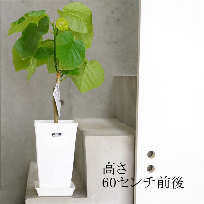 楽天市場 観葉植物 フィカス ウンベラータ 6号 高さ約60cm インテリアグリーン ゴムの木 初心者さんにおすすめです ラッピング メッセージカード不可 ゲキハナ 感激安心のお花屋さん