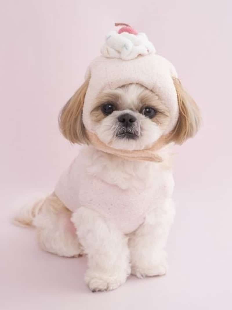 【CAT&DOG】【Birthday】カップケーキハット GELATO PIQUE CAT&DOG ジェラートピケ ペット用品 その他のペット用品【送料無料】[ Fashion]