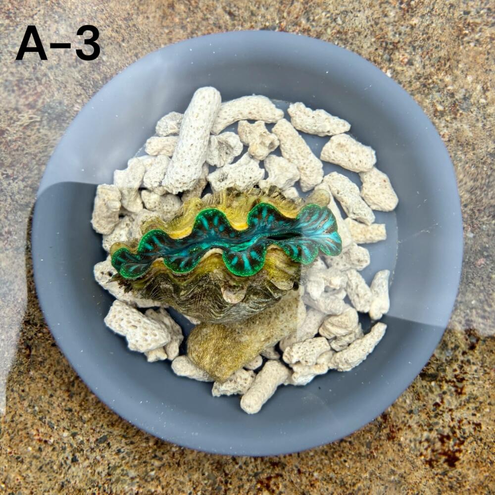 【出どころ直送品】【宮古島産A-3】宮古島直送 ヒメシャコ貝 緑系 約6糎
