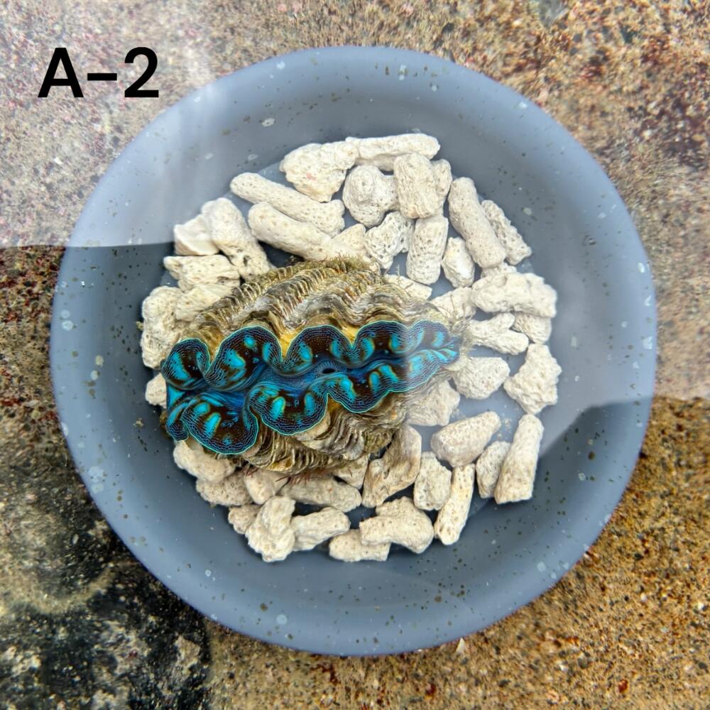 【出どころ直送品】【宮古島産A-2】宮古島直送 ヒメシャコ貝 水色系 約7糎