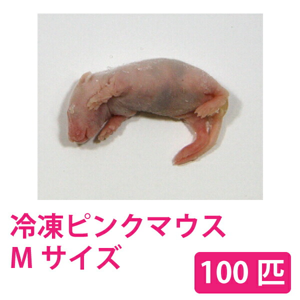 富城物産 封鎖 サクラ色二十日鼠 M大いさ(約3.0糎) 100匹＜封鎖冷やりとした便送りとどける＞ ハ虫類 猛禽類 肉食魚 哺乳類 長虫 蜥蜴 梟 ハリネズミ 貨物輸送無料【TOMI】