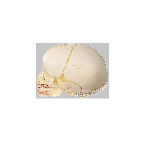ひな形Human Model 受精卵の野ざらし解体ひな形 長さ12.1cm×幅9.6珊、大きさ33.9珊 180g QS3 ソムソ