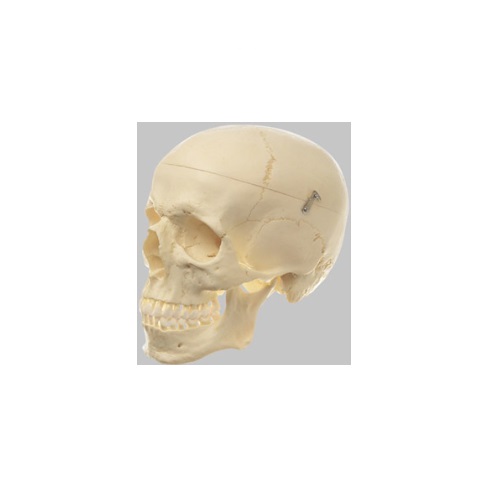 楽天市場】頭蓋骨模型 標準型 3分解モデル IK30 W12.0×D20.5×H16.5cm