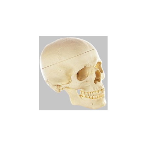 楽天市場】模型Human Model 頭蓋骨分解模型 3分解 長さ17.5cm×幅