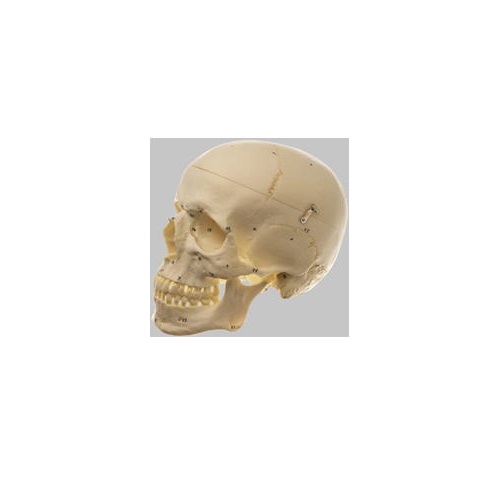 [SOMSO]頭蓋骨　模型 楽天市場】模型Human Model 頭蓋骨分解模型 3分解 長さ17.5cm×幅14.1cm